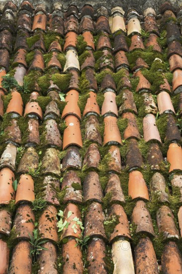 High angle view and close-up of traditional terracotta clay roof tiles overgrown with Bryophyta -