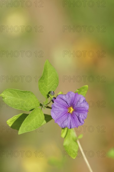 Blue potato tree (Lycianthes rantonnetii), gentian tree, blossom, close-up, Wilden, North