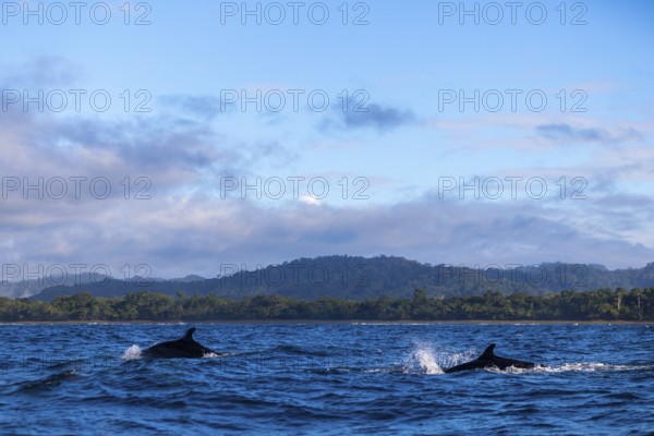Pilot whales (Globicephala), Osa Peninsula, Puentarenas, Pacific Ocean, Costa Rica, Central America