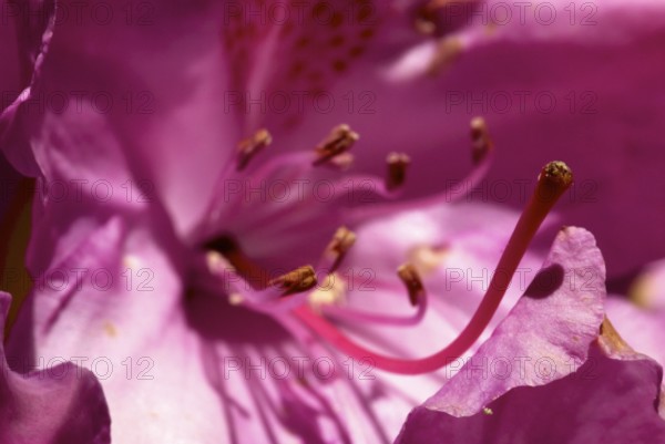 Pink flowering rhododendron bush. Full blossom in soft pink
