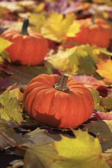 Pumpkin