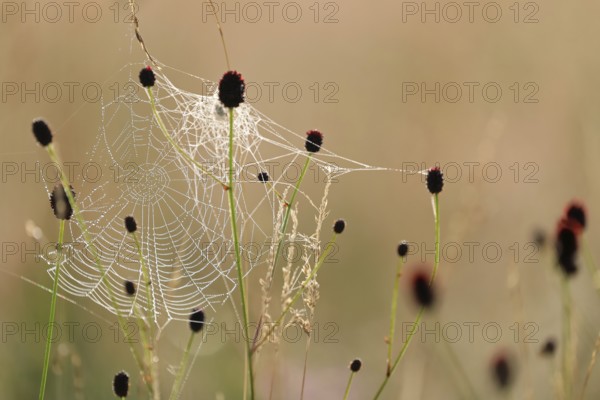 Great burnet (Sanguisorba officinalis), rose family (Rosaceae), spider web, Irndorfer Hardt, Upper