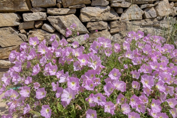 Amapola (Oenothera speciosa), also known as pink carpet evening primrose, Naxos, Cyclades, Greece,