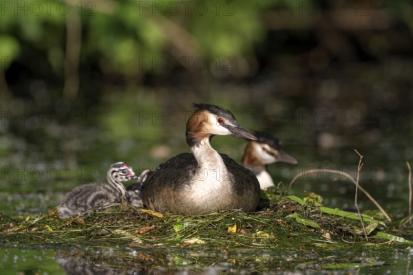 Great Crested Grebe (Podiceps cristatus), pair at the nest, with chicks, Krickenbecker Seen, North