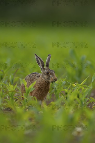 Brown hare (Lepus europaeus) adult animal feeding in a farmland maize field in the summer, Norfolk,