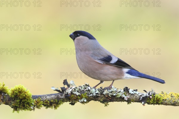 Eurasian bullfinch (Pyrrhula pyrrhula), female, sitting on a branch overgrown with moss and lichen,