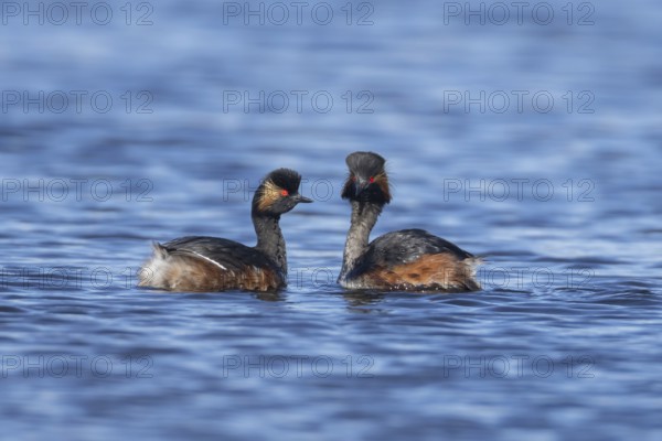 Black necked grebe (Podiceps nigricollis) two adult birds in breeding plumage performing their