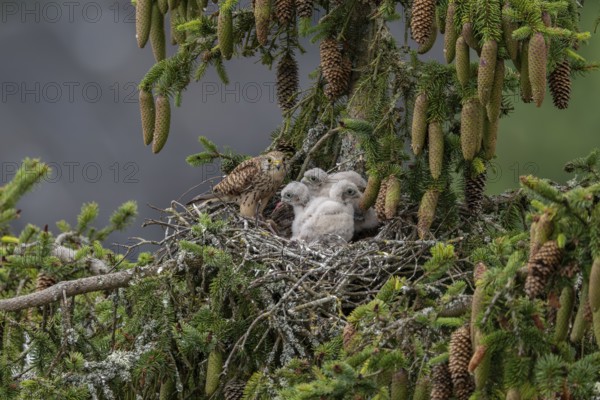 Common kestrel (Falco tinnunculus), female adult bird feeding young birds not yet ready to fly in