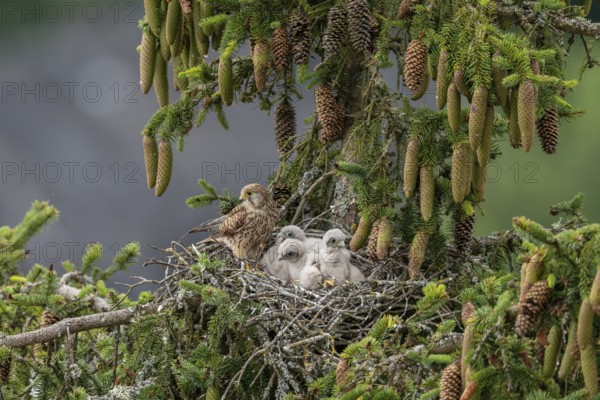 Common kestrel (Falco tinnunculus), female adult bird with young birds not yet ready to fly in the
