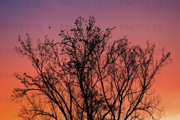 Starlings gather in treetops at sunset, Canton Lucerne, Switzerland, Europe