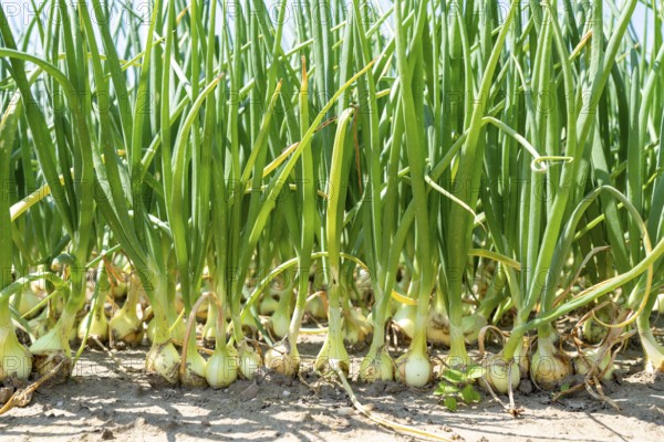 Agriculture, field with onions, Niederkrüchten, North Rhine-Westphalia, Germany, Europe