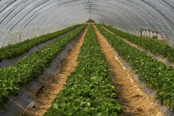 Open field strawberry cultivation in a foil greenhouse, young strawberry plants growing, near