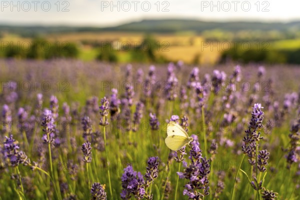 Small white, butterfly, on lavender fields in East Westphalia Lippe, OWL, near the village of