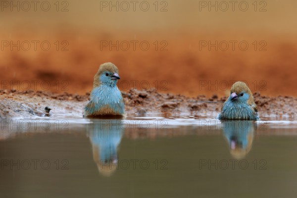 Angolan butterfly finch (Uraeginthus angolensis), blue-eared butterfly finch, adult, two birds, at