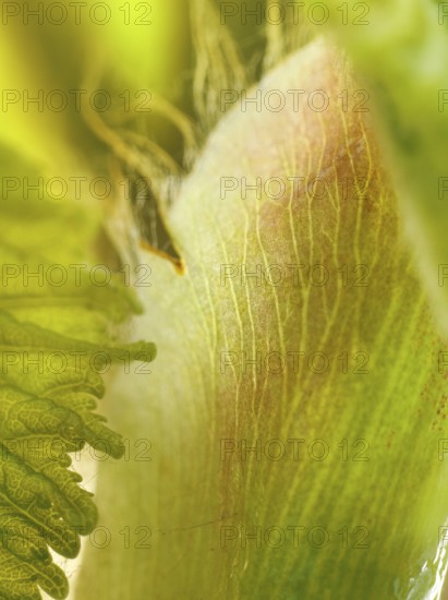 Chestnut, common horse-chestnut (Aesculus hippocastanum), young leaves, macro photograph