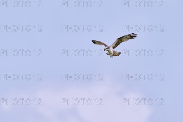 Western osprey (Pandion haliaetus) in flight, Lower Saxony, Germany, Europe