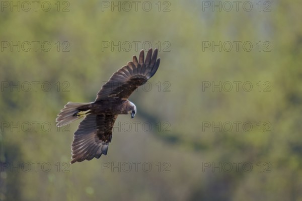Western marsh-harrier (Circus aeruginosus) male in flight, Lower Saxony, Germany, Europe