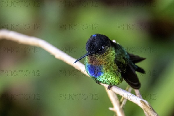 Fiery-throated hummingbird (Panterpe insignis) sitting on a branch, Los Quetzales National Park,