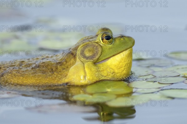 Bullfrog, Lithobates catesbeianus. A male bullfrog floating on a lake and calling when another male