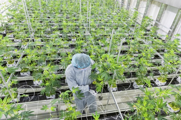 DEU/Saxony/Ebersbach The Saxon cannabis producer Demecan is now the first German company to be