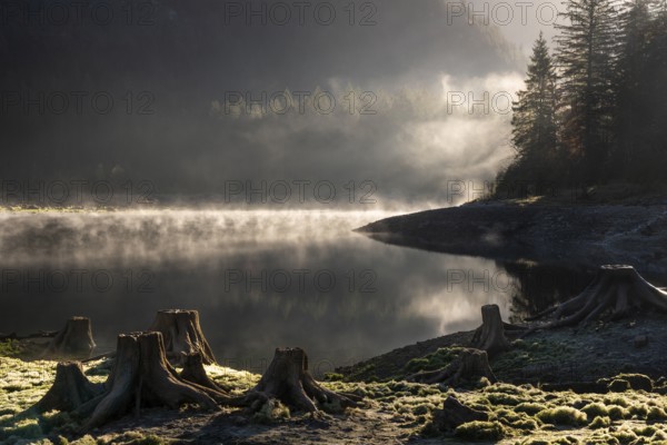 The Vordere Gosausee in autumn. Several tree stumps in the foreground. Fog rises from the lake.