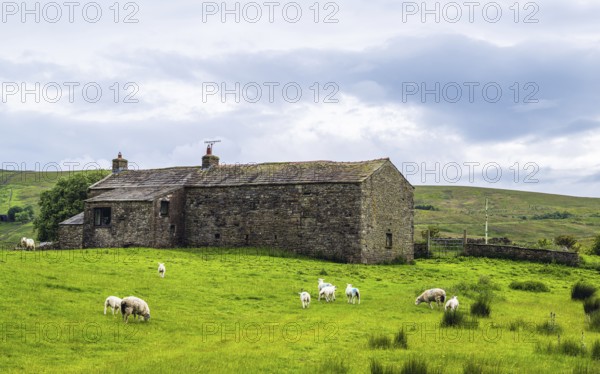 Sheeps and Farms in Yorkshire Dales National Park, North Yorkshire, England, United Kingdom, Europe