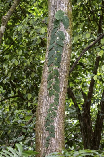 Climbing plant on a tree trunk, leaves twining along the tree, Carara National Park, Tarcoles,