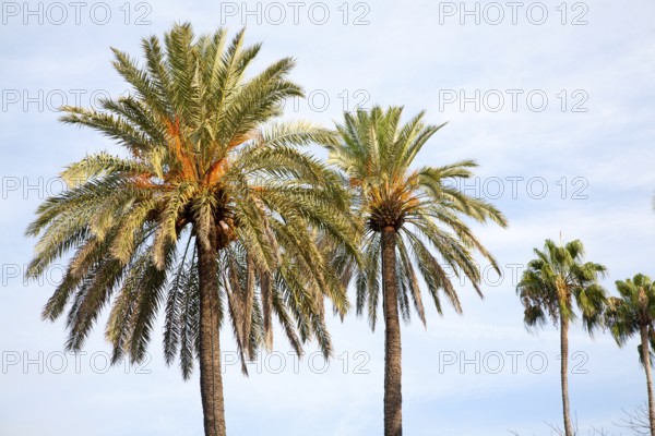 Date palm trees against blue sky in evening sunshine, Seville, Spain, Europe
