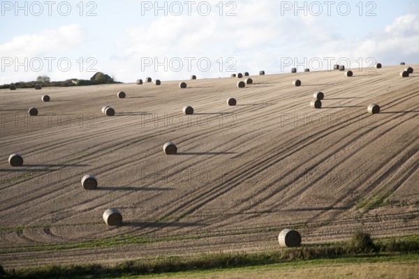 Round straw bales dotted around a sloping field, Marlborough Downs chalk hills, near Lockeridge,
