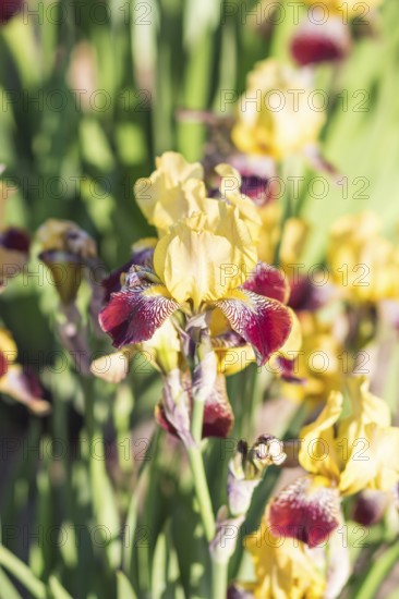 Colorful purple and yellow irises in a botanical garden