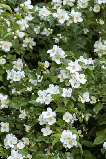 European or pale pipevine (Philadelphus coronarius), flowers, also known as false jasmine, summer