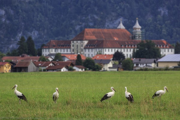 Storks in a meadow in front of a village and a monastery, Schlehdorf, Bavaria, Germany, Europe