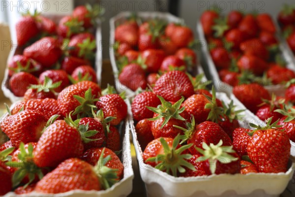 Fresh strawberries in the shop