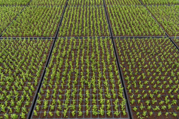 Garden nursery, cuttings, heather, broom heather, Calluna vulgaris are planted by hand in small