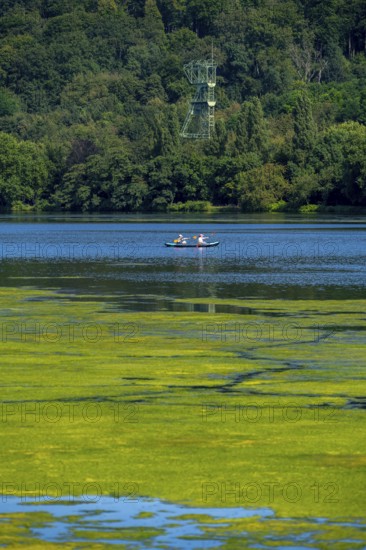 Green carpet of plants on Lake Baldeney in Essen, proliferating aquatic plant Elodea, waterweed, an