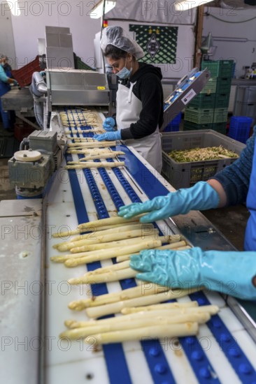 Asparagus farm, white asparagus is washed, cut and sorted by quality after harvesting, near