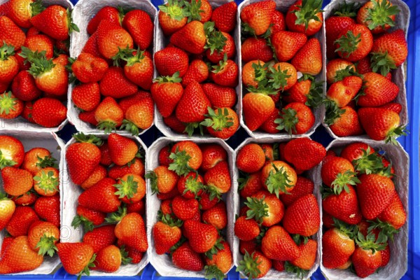 Freshly harvested strawberries, packed in boxes and crates for the consumer, strawberry cultivation