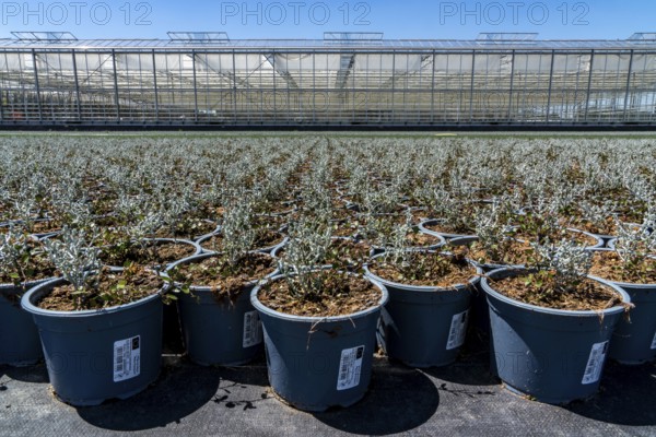 Horticultural business, greenhouse and open-air, various types of potted plants are grown here to