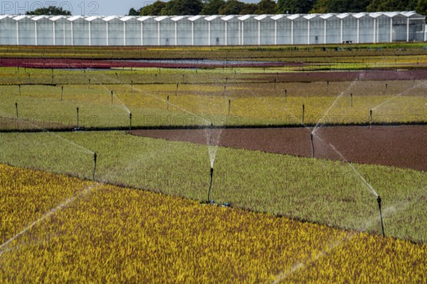 Horticultural business, irrigation with a sprinkler system, outdoors, plants grow here to be sold