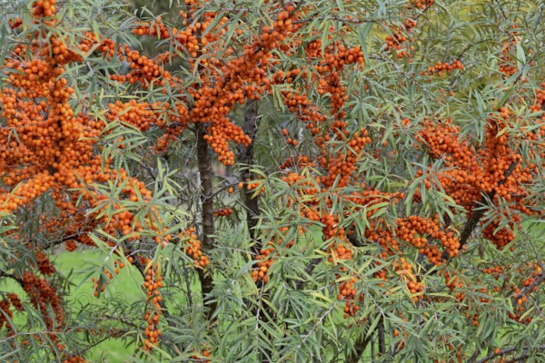 Common sea-buckthorn (Hippophae rhamnoides), shrub with fruit, Moselle, Rhineland-Palatinate,