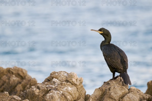 Common shag (Gulosus aristotelis), Istria, Croatia, Europe