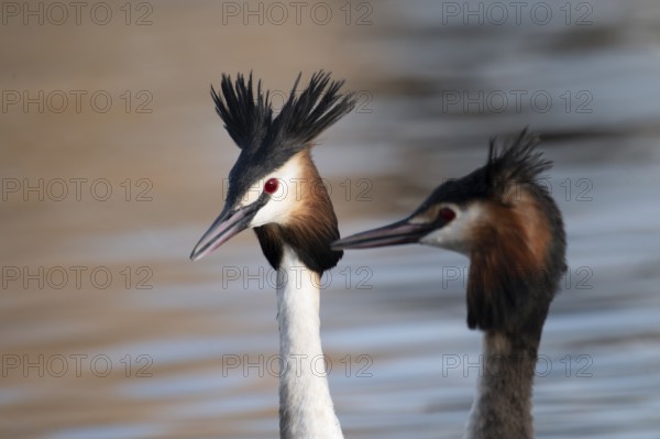 Great Crested Grebe (Podiceps cristatus), pair, during courtship, portrait, side by side, swimming