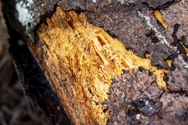 Eifel National Park, Kermeter mountain range, dead spruce trees damaged by the bark beetle, forest
