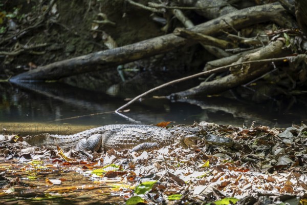 Spectacled caiman (Caiman crocodilus) lying by the water in the foliage, in the rainforest,