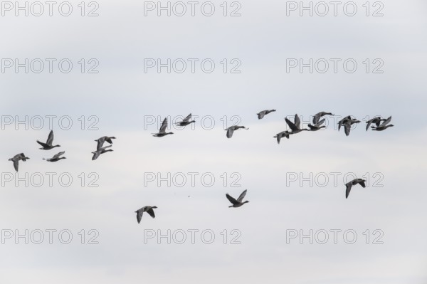 Bean geese (Anser fabalis), flying, Emsland, Lower Saxony, Germany, Europe