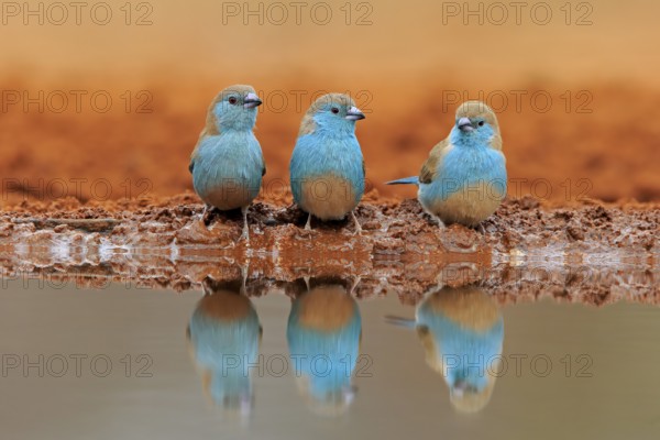Blue-winged Oriole (Uraeginthus angolensis), Angola Butterfly Finch, adult, three birds, at the