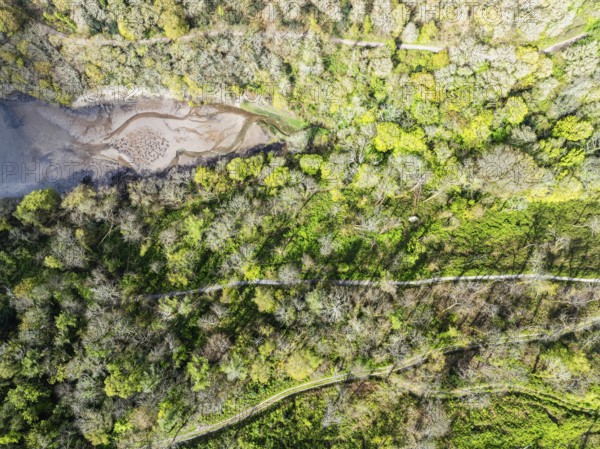 Top Down over Forest from a drone, Long Wood, River Dart, Dartmouth, Kingswear, Devon, England,