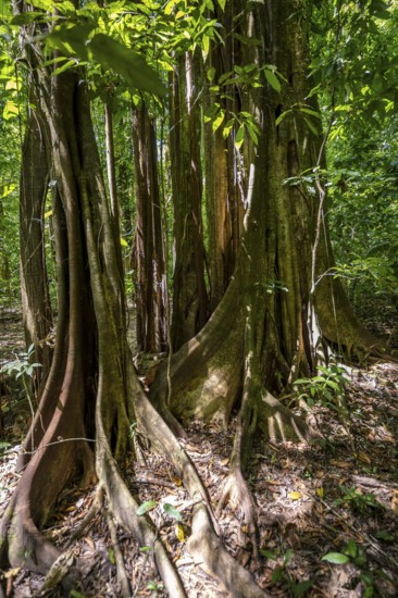 Roots of a strangler fig (Ficus americana), in the tropical rainforest, Corcovado National Park,