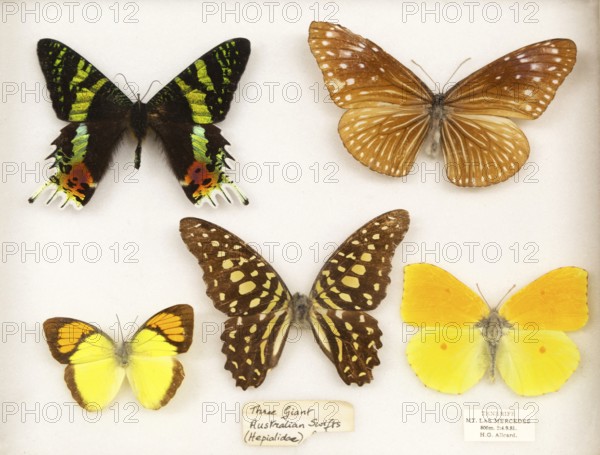 Mounted butterflies in display case, three giant Australian swifts Hepialidoe, and butterfly from