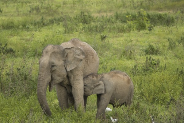Indian elephants (Elephas maximus indicus), Khiri Khan, Hua Hin, Kui Buri National Park, Thailand,
